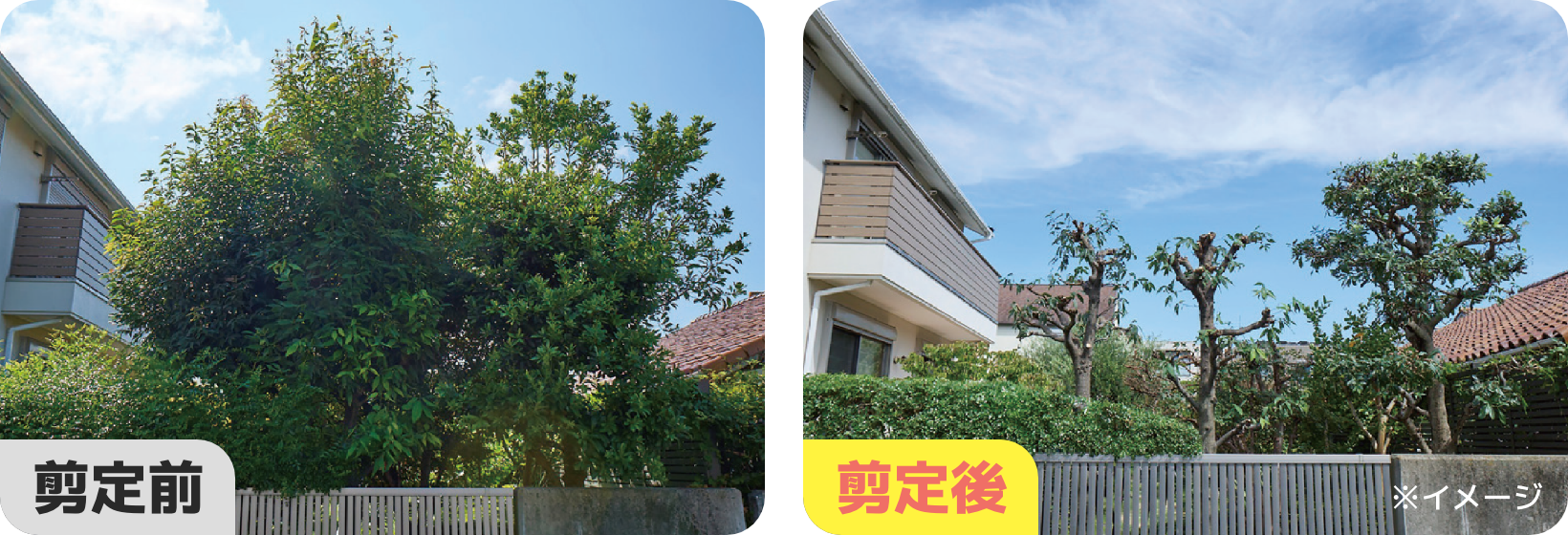剪定前 剪定後