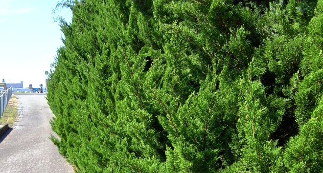 伸び放題の枝が隣の敷地画像